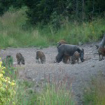 Vaddisznók az etetőnél