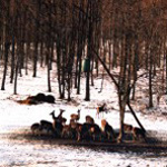 Vaddisznók az etetőnél