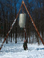 Vaddisznók az etetőnél