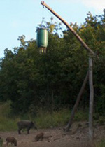 Vaddisznók az etetőnél